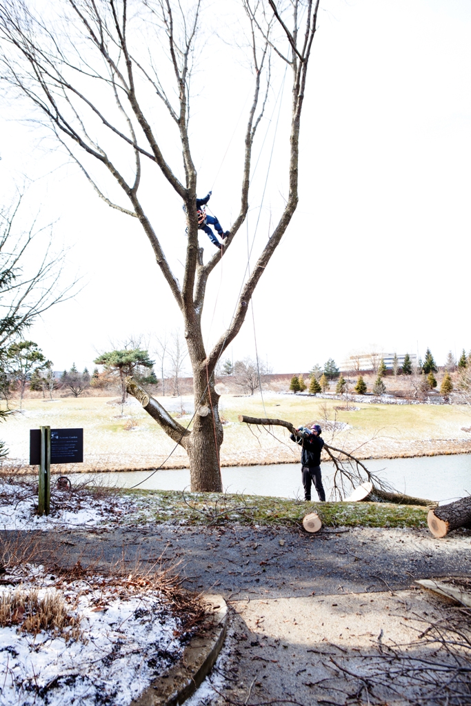 Progressive Tree Service announces Progressive Tree Service: Expert Dormant Tree Care for Winter Storm Preparedness