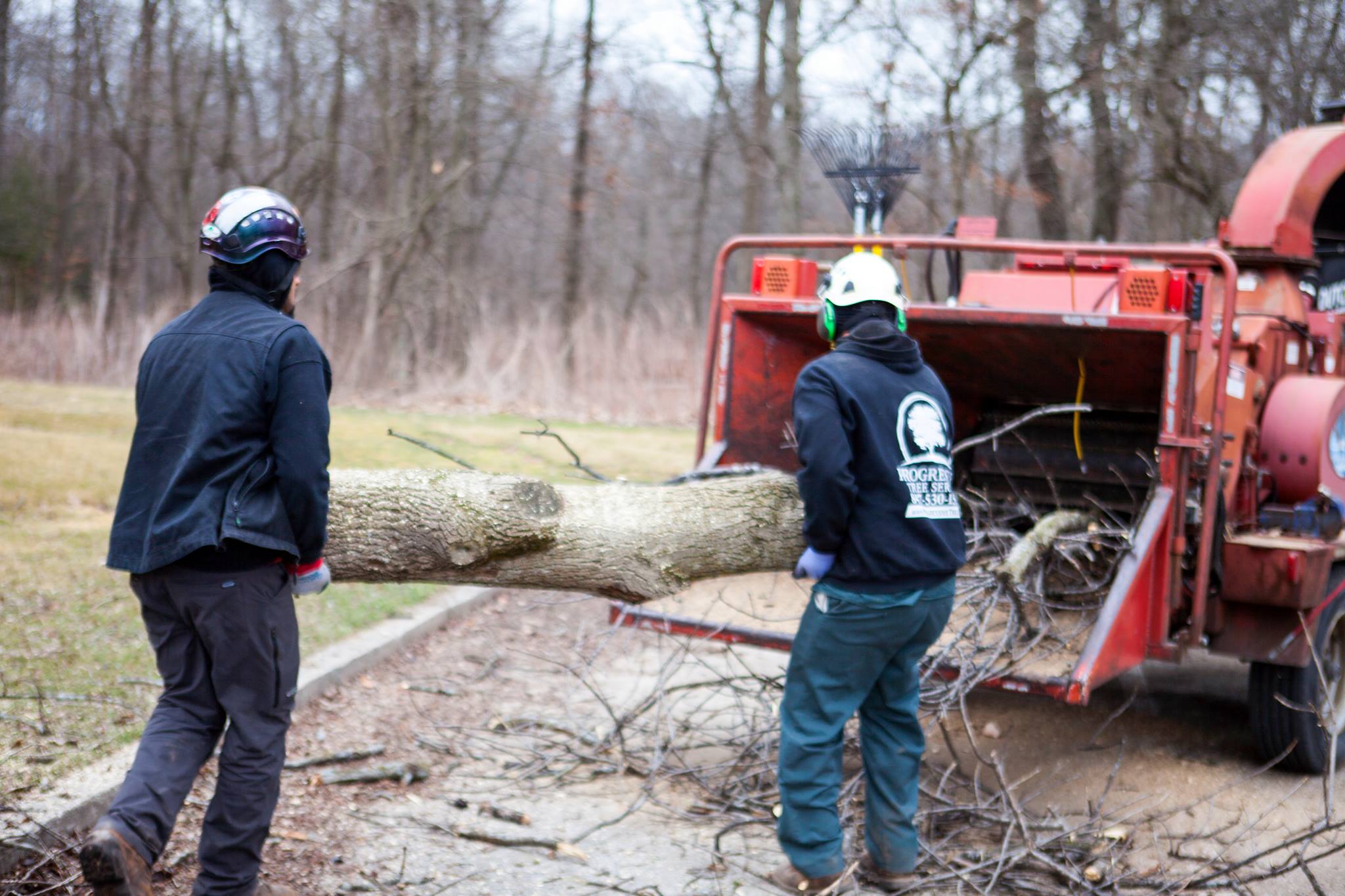Progressive Tree Service: Expert Dormant Tree Care for Winter Storm Preparedness