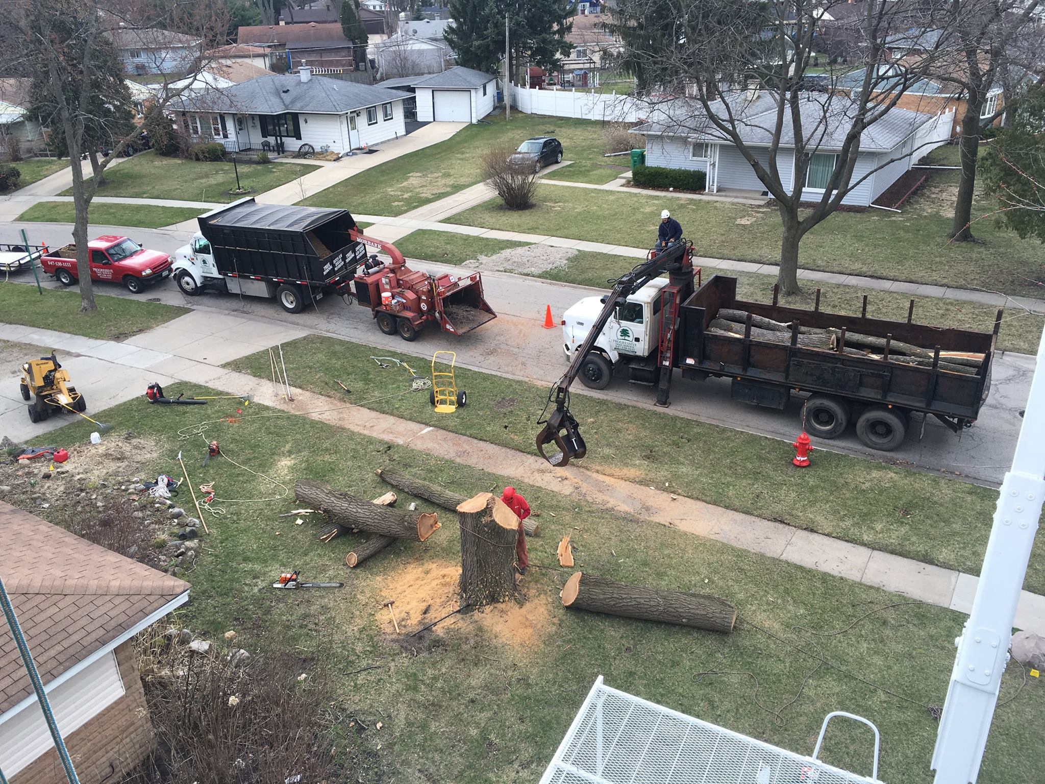 Progressive Tree Service Enhances Urban Green Spaces with Expert Tree Care in Chicago and Evanston