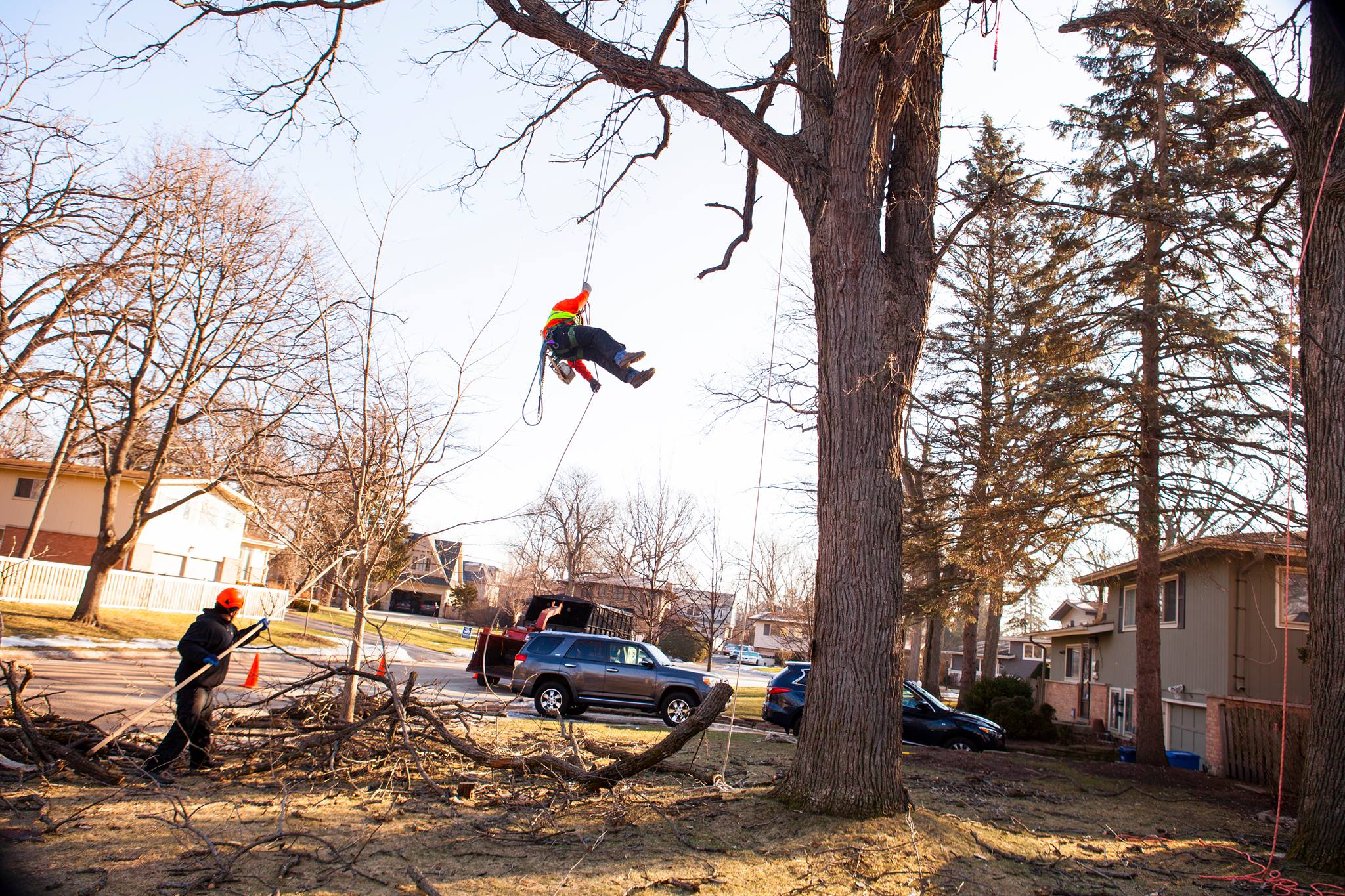 Progressive Tree Service Enhances Urban Green Spaces with Expert Tree Care in Chicago and Evanston