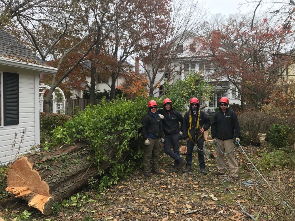 Progressive Tree Service announces Chicago Tree Experts Warn: Spring Root Damage Can Crack Sidewalks and Sewer Lines