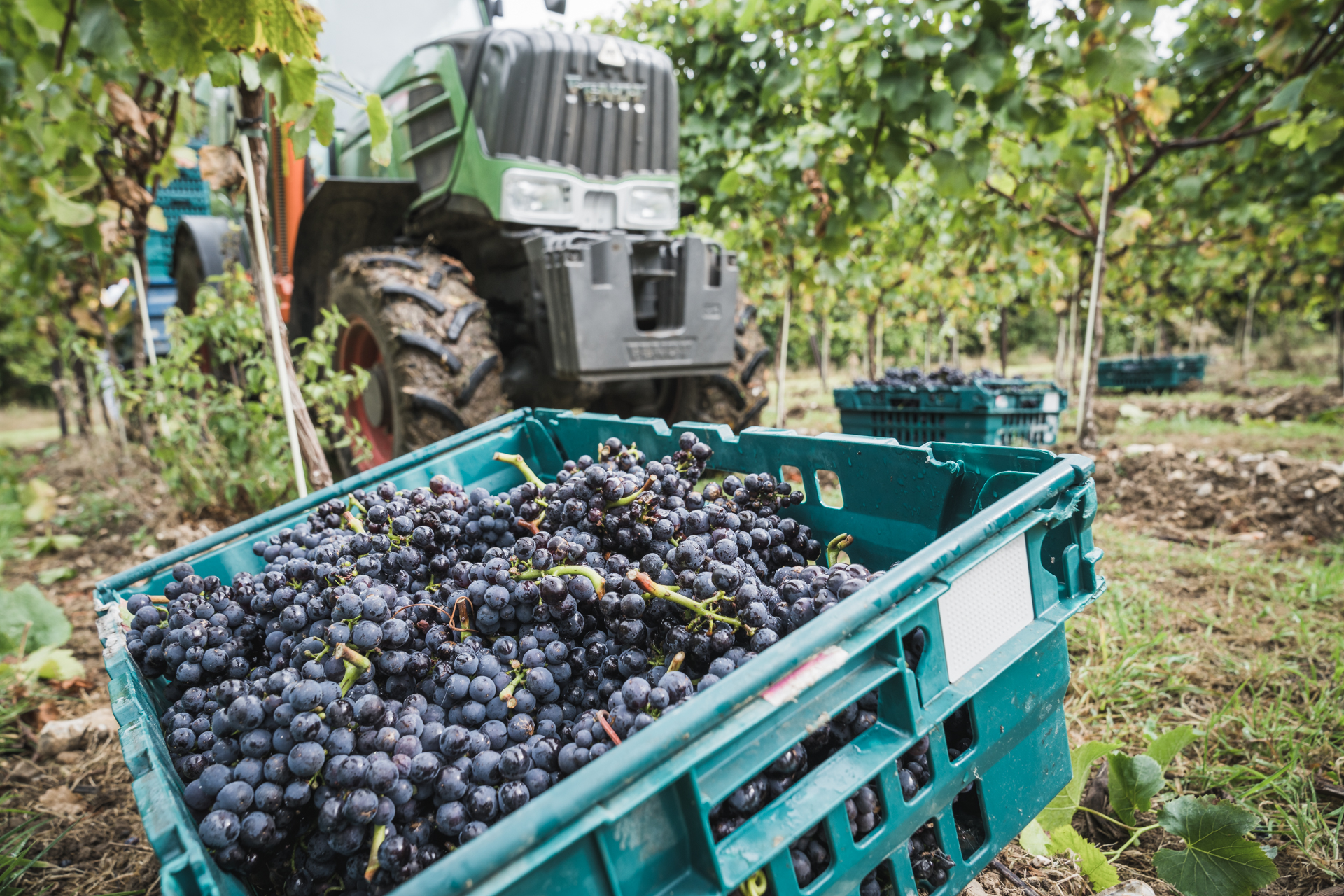Ashling Park Estate announces English wine 2025: Harvest two weeks early as vintage year unfolds