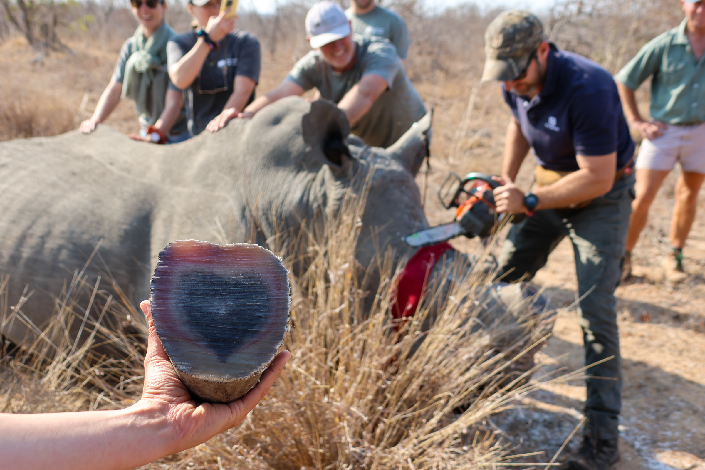 SAFARI FRANK Supports Rhino Dehorning Operation in Greater Kruger: Conservation in Action