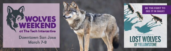 Wolves Weekend at The Tech Interactive Brings Giant Wolves to IMAX, 500 Wolf Ears, and a Group Howl to Downtown San Jose