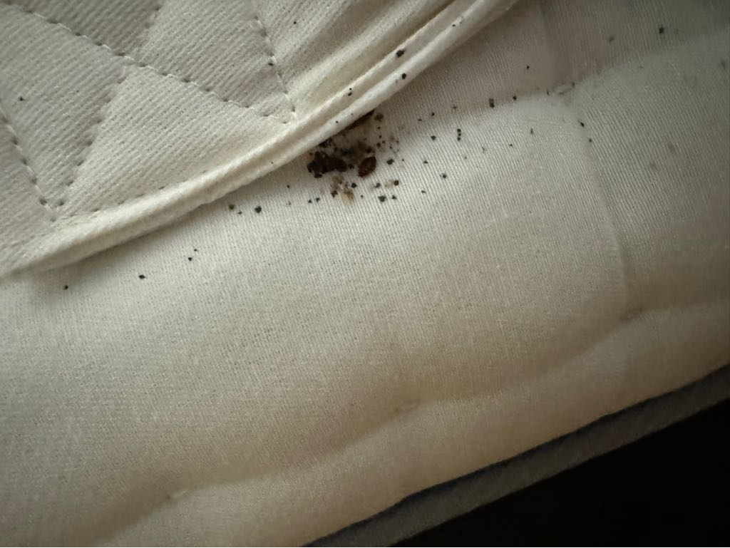 As Easter Travel Triggers Bed Bug Infestation Warning Fantastic Pest Control Rolls Out Faster, More Efficient, Low-pesticide Heat Treatment
